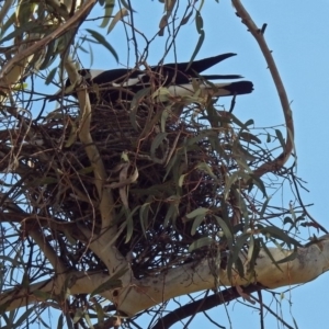 Gymnorhina tibicen at Parkes, ACT - 26 Aug 2018