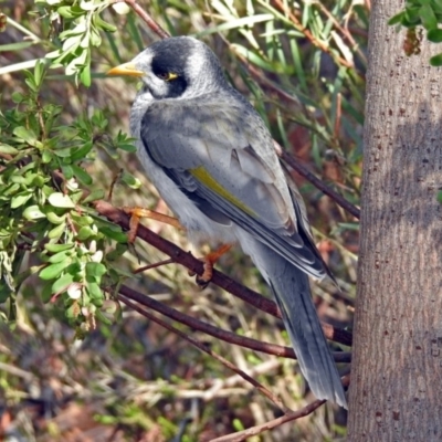 Manorina melanocephala (Noisy Miner) at Parkes, ACT - 26 Aug 2018 by RodDeb