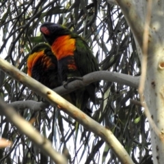 Trichoglossus moluccanus (Rainbow Lorikeet) at Parkes, ACT - 26 Aug 2018 by RodDeb