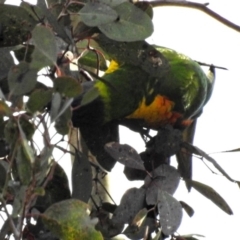 Trichoglossus moluccanus at Parkes, ACT - 26 Aug 2018