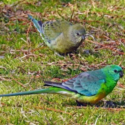 Psephotus haematonotus (Red-rumped Parrot) at Parkes, ACT - 26 Aug 2018 by RodDeb