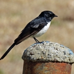 Rhipidura leucophrys (Willie Wagtail) at Yarralumla, ACT - 26 Aug 2018 by RodDeb