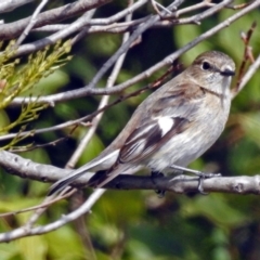 Petroica phoenicea at Yarralumla, ACT - 26 Aug 2018 01:20 PM