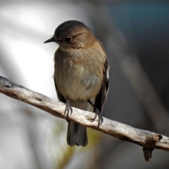 Petroica phoenicea at Yarralumla, ACT - 26 Aug 2018 01:20 PM