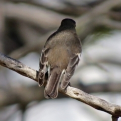 Petroica phoenicea at Yarralumla, ACT - 26 Aug 2018 01:20 PM