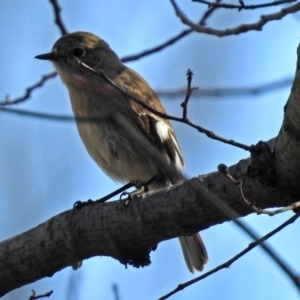 Petroica phoenicea at Yarralumla, ACT - 26 Aug 2018 01:20 PM