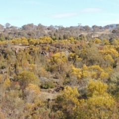 Acacia rubida (Red-stemmed Wattle, Red-leaved Wattle) at Greenway, ACT - 20 Aug 2018 by MichaelBedingfield
