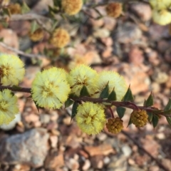 Acacia gunnii (Ploughshare Wattle) at Wandiyali-Environa Conservation Area - 26 Aug 2018 by Wandiyali