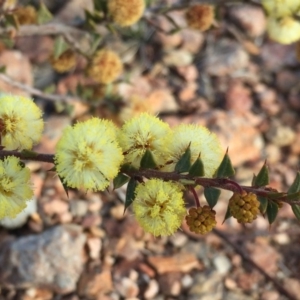 Acacia gunnii at Googong, NSW - 27 Aug 2018