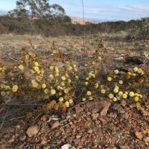 Acacia gunnii at Googong, NSW - 27 Aug 2018