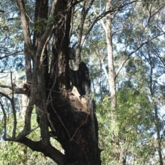 Native tree with hollow(s) (Native tree with hollow(s)) at Undefined - 27 Aug 2018 by nickhopkins