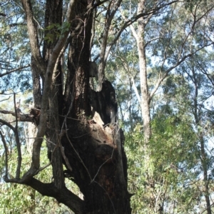 Native tree with hollow(s) at undefined - 27 Aug 2018 10:38 AM