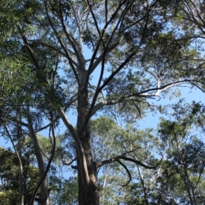 Eucalyptus botryoides at undefined - 27 Aug 2018 10:59 AM