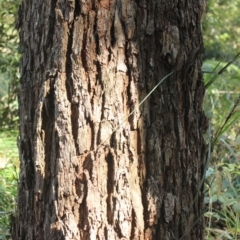 Eucalyptus botryoides at undefined - 27 Aug 2018