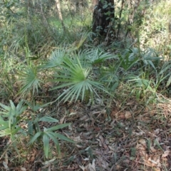 Livistona australis (Australian Cabbage Palm) - 27 Aug 2018 by nickhopkins