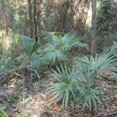 Livistona australis (Australian Cabbage Palm) at Undefined - 27 Aug 2018 by nickhopkins