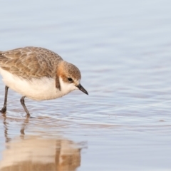 Anarhynchus ruficapillus (Red-capped Plover) at Merimbula, NSW - 13 Aug 2018 by Leo