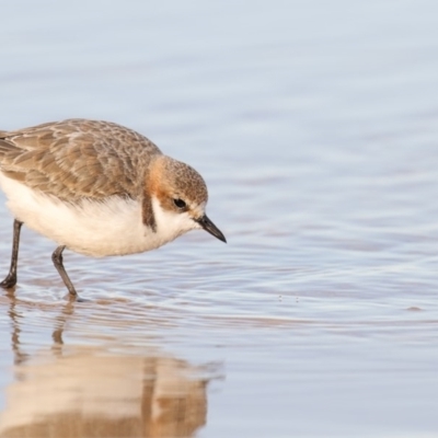 Anarhynchus ruficapillus (Red-capped Plover) at Merimbula, NSW - 13 Aug 2018 by Leo