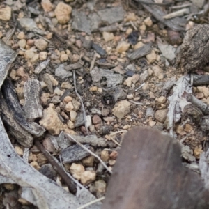 Hasarius adansonii at Michelago, NSW - 3 Jan 2018