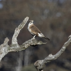 Falco berigora at Michelago, NSW - 26 Aug 2017