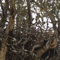 Falco berigora (Brown Falcon) at Michelago, NSW - 11 Nov 2017 by Illilanga