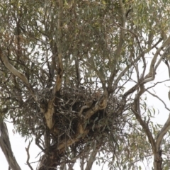 Falco berigora at Michelago, NSW - 11 Nov 2017 11:18 AM