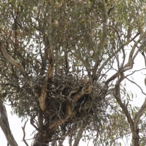 Falco berigora at Michelago, NSW - 11 Nov 2017 11:18 AM