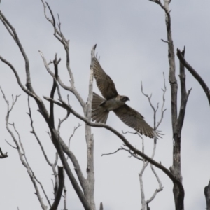 Falco berigora at Michelago, NSW - 11 Nov 2017 11:18 AM