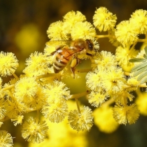 Apis mellifera at Campbell, ACT - 27 Aug 2018