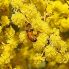 Apis mellifera at Campbell, ACT - 27 Aug 2018