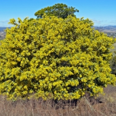 Acacia baileyana (Cootamundra Wattle, Golden Mimosa) at Campbell, ACT - 27 Aug 2018 by RodDeb