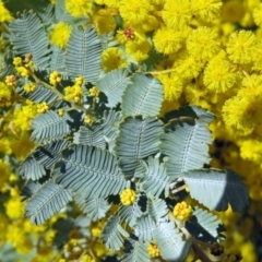 Acacia baileyana at Campbell, ACT - 27 Aug 2018 01:38 PM