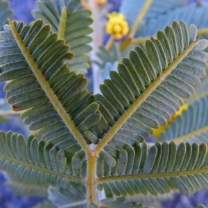 Acacia baileyana at Campbell, ACT - 27 Aug 2018