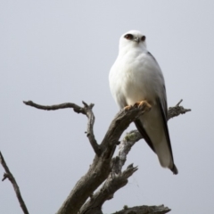 Elanus axillaris (Black-shouldered Kite) at Illilanga & Baroona - 29 Apr 2013 by Illilanga