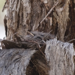 Artamus cyanopterus (Dusky Woodswallow) at Michelago, NSW - 22 Jan 2012 by Illilanga