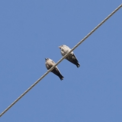 Artamus cyanopterus (Dusky Woodswallow) at Michelago, NSW - 11 Feb 2012 by Illilanga