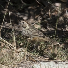 Pyrrholaemus sagittatus (Speckled Warbler) at Illilanga & Baroona - 19 Mar 2018 by Illilanga