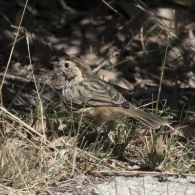 Pyrrholaemus sagittatus (Speckled Warbler) at Michelago, NSW - 19 Mar 2018 by Illilanga