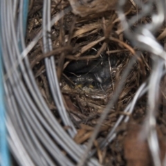 Sericornis frontalis (White-browed Scrubwren) at Michelago, NSW - 28 Aug 2013 by Illilanga