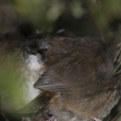 Sericornis frontalis (White-browed Scrubwren) at Illilanga & Baroona - 29 Sep 2013 by Illilanga