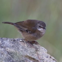 Sericornis frontalis (White-browed Scrubwren) at Illilanga & Baroona - 19 Oct 2013 by Illilanga