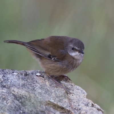 Sericornis frontalis (White-browed Scrubwren) at Michelago, NSW - 20 Oct 2013 by Illilanga