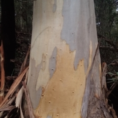 Eucalyptus cypellocarpa (Monkey Gum, Mountain Grey Gum) at Narooma, NSW - 24 Aug 2018 by narelle