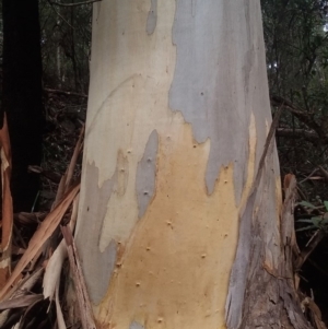 Eucalyptus cypellocarpa at Bodalla State Forest - 24 Aug 2018 02:18 PM