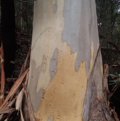 Eucalyptus cypellocarpa (Monkey Gum, Mountain Grey Gum) at Bodalla State Forest - 24 Aug 2018 by narelle