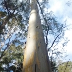 Eucalyptus cypellocarpa at Narooma, NSW - 24 Aug 2018