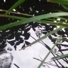 Unverified Other Shrub at Central Tilba, NSW - 24 Aug 2018 by narelle