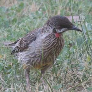 Anthochaera carunculata at Conder, ACT - 27 Aug 2018