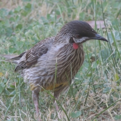 Anthochaera carunculata (Red Wattlebird) at Pollinator-friendly garden Conder - 26 Aug 2018 by michaelb