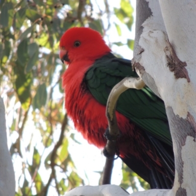 Alisterus scapularis (Australian King-Parrot) at Point Hut to Tharwa - 25 Aug 2018 by michaelb